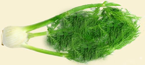 FFeaturing Fennel