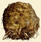 Celeriac