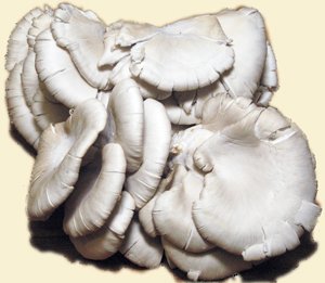 Oystermushr