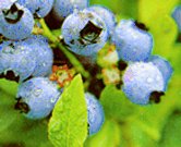 Blueberrybush_2