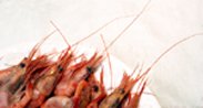 Maine Shrimp